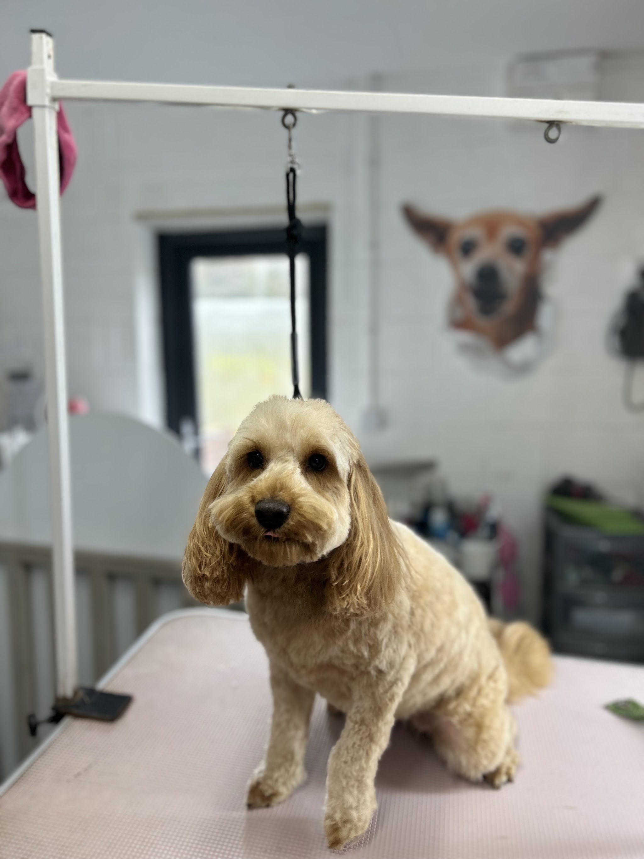 A neatly groomed terrier standing on the salon's pink grooming table