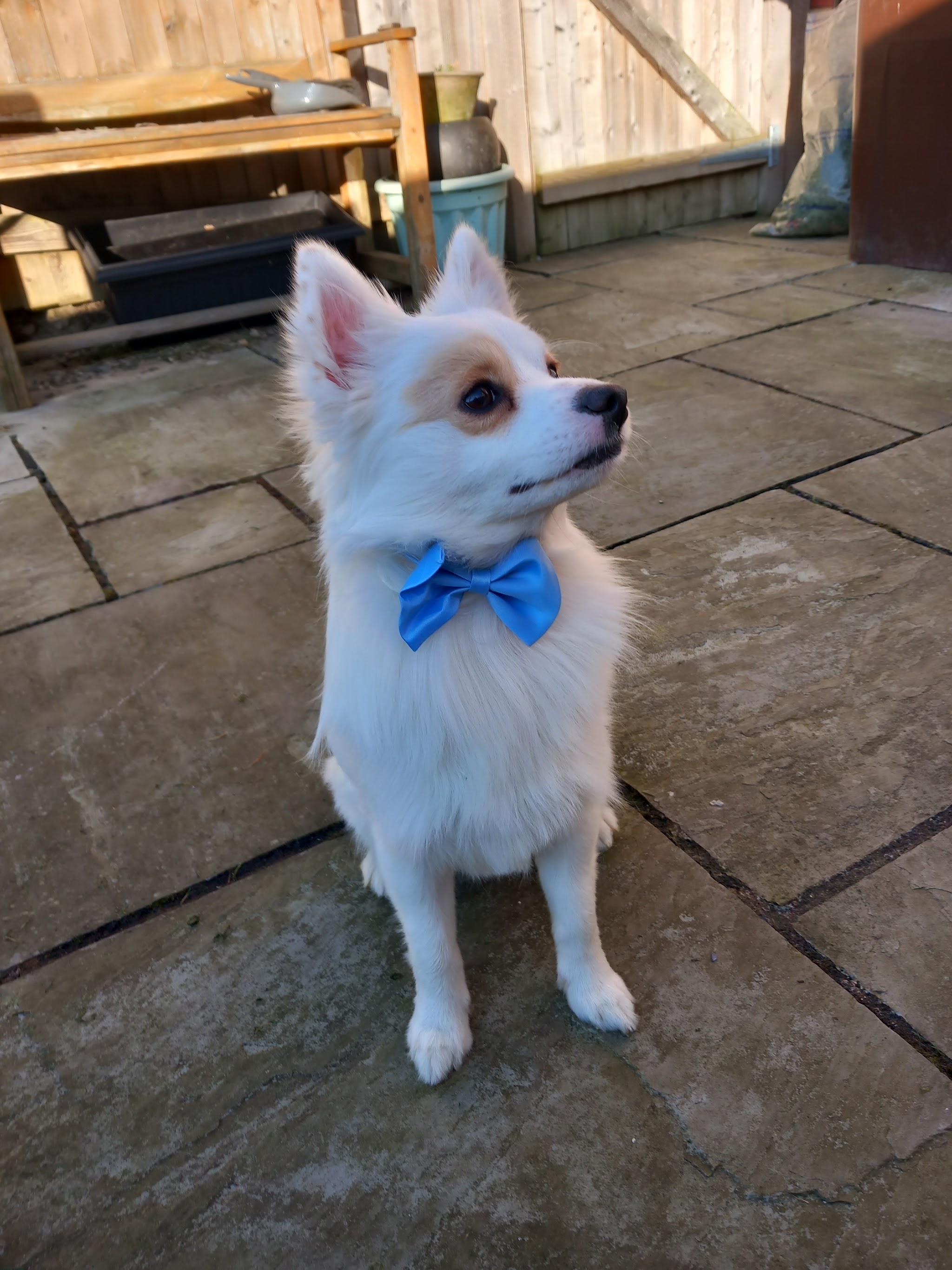 A happy white dog wearing a blue bow after a visit to the groomers