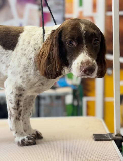 Spaniel with neatly groomed ears and a smooth coat at Quarmby Canines