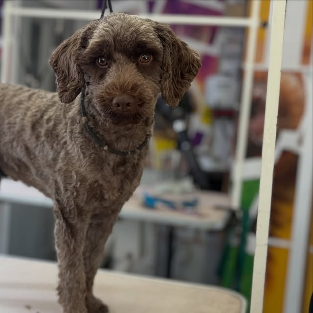 Brown curly-coated dog after a salon groom